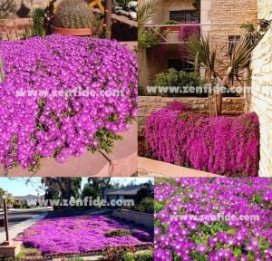 Acem halısı çiçeği fidesi mesembryanthemum floribundum