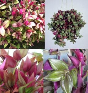 Zebrina bruckner telgraf çiçeği fidesi tradescantia pendula inch plant