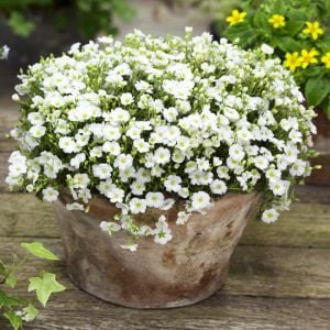Arenaria montana fidesi çiçekli yerörtücü avalanche snow white