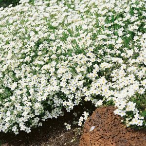 Arenaria montana fidesi çiçekli yerörtücü avalanche snow white