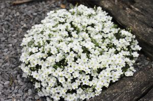 Arenaria montana fidesi çiçekli yerörtücü avalanche snow white