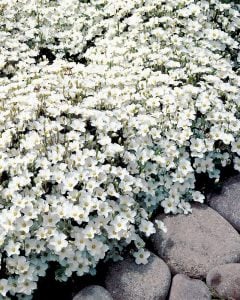 Arenaria montana fidesi çiçekli yerörtücü avalanche snow white