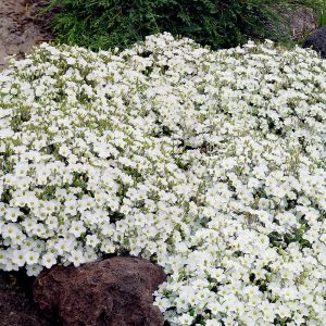 Arenaria montana fidesi çiçekli yerörtücü avalanche snow white