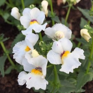 Kokulu beyaz nemezya çiçeği fidesi nemesia mareto white