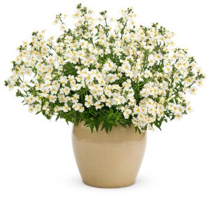 Kokulu beyaz nemezya çiçeği fidesi nemesia mareto white