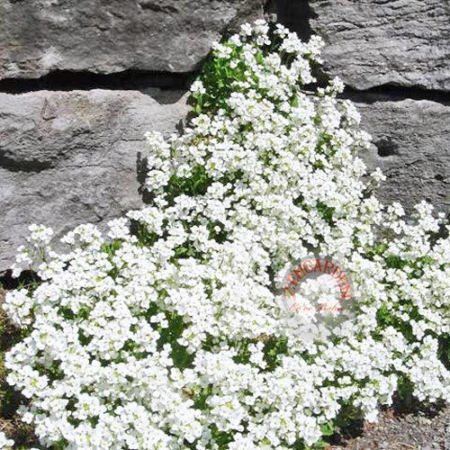 Arabis tohumu ssp. caucasicus alpin tip bodur snowcap