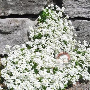 Arabis tohumu ssp. caucasicus alpin tip bodur snowcap