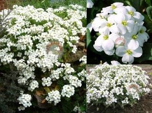 Arabis tohumu ssp. caucasicus alpin tip bodur snowcap