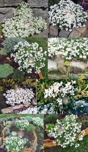 Arabis tohumu ssp. caucasicus alpin tip bodur snowcap