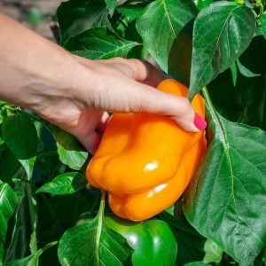 Portakal rengi biber tohumu orange california wonder bell pepper
