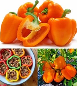 Portakal rengi biber tohumu orange california wonder bell pepper