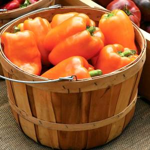 Portakal rengi biber tohumu orange california wonder bell pepper