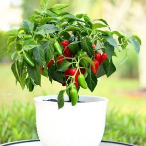 Erkenci jalapeno biber tohumu acı