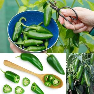 Erkenci jalapeno biber tohumu acı