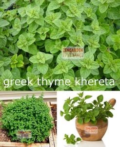 Kekik tohumu üç çeşit bir arada set