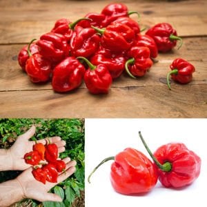 Kırmızı habanero biber tohumu acı