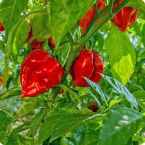 Kırmızı habanero biber tohumu acı