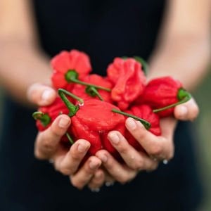 Kırmızı habanero biber tohumu acı