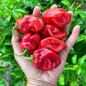Kırmızı habanero biber tohumu acı