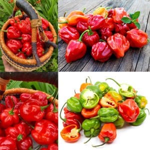 Kırmızı habanero biber tohumu acı