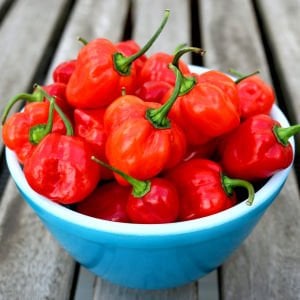 Kırmızı habanero biber tohumu acı