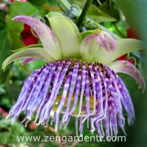 Passiflora ligularis fidanı sarı meyveli maruçya fidanı