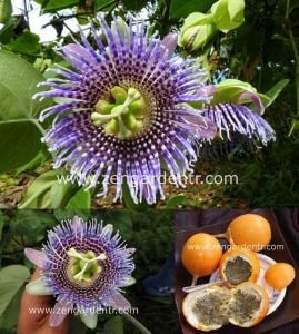 Passiflora ligularis fidanı sarı meyveli maruçya fidanı