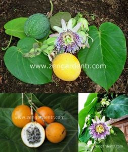Passiflora ligularis fidanı sarı meyveli maruçya fidanı