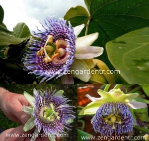 Passiflora ligularis fidanı sarı meyveli maruçya fidanı