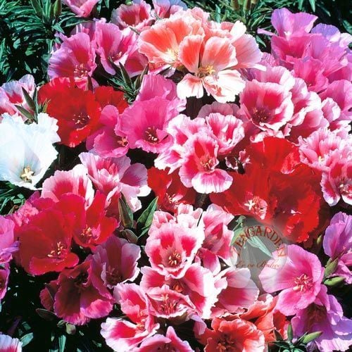 Katmerli godetia tohumu saksılık bodur yer açelyası godetya dwarf double pot mix