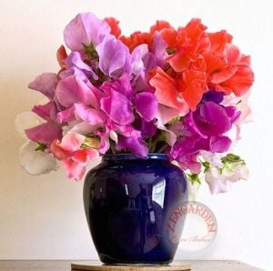 Kokulu royal lathyrus odoratus sarmaşık tohumu karışımı kokulu