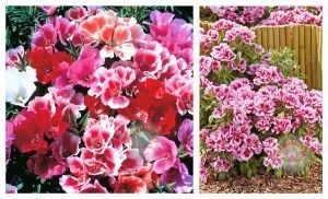 Katmerli godetia tohumu saksılık bodur yer açelyası godetya dwarf double pot mix