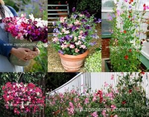 Kokulu royal lathyrus odoratus sarmaşık tohumu karışımı kokulu