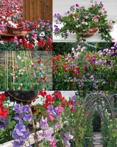 Kokulu royal lathyrus odoratus sarmaşık tohumu karışımı kokulu