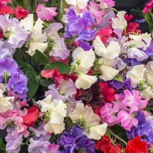 Kokulu royal lathyrus odoratus sarmaşık tohumu karışımı kokulu