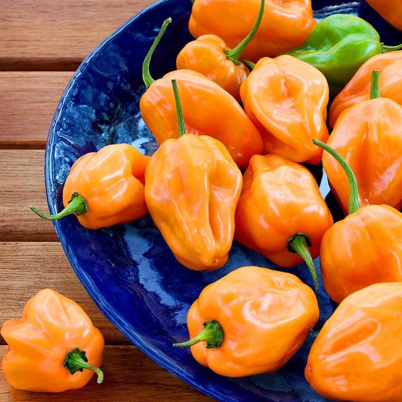 Turuncu habanero biber tohumu acı