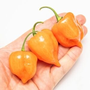 Turuncu habanero biber tohumu acı