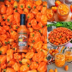 Turuncu habanero biber tohumu acı