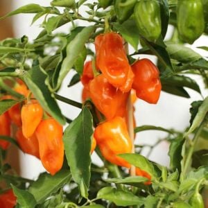 Turuncu habanero biber tohumu acı