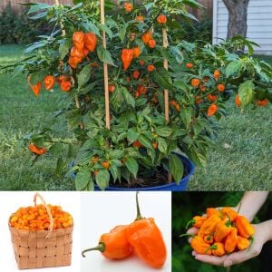 Turuncu habanero biber tohumu acı
