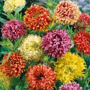 Gaillardia tohumu tüm renkler karışım çok yıllık