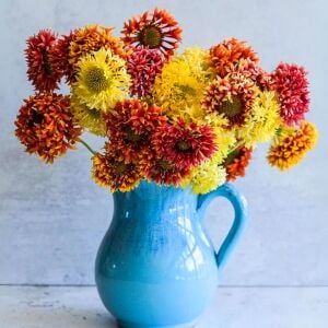 Gaillardia tohumu tüm renkler karışım çok yıllık