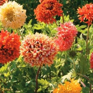 Gaillardia tohumu tüm renkler karışım çok yıllık