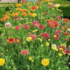 Gaillardia tohumu tüm renkler karışım çok yıllık