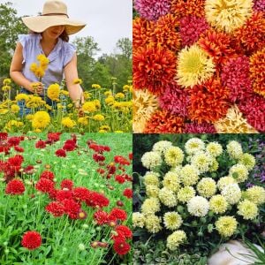Gaillardia tohumu tüm renkler karışım çok yıllık