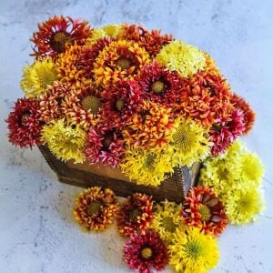 Gaillardia tohumu tüm renkler karışım çok yıllık
