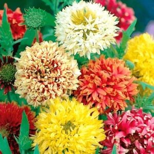 Gaillardia tohumu tüm renkler karışım çok yıllık