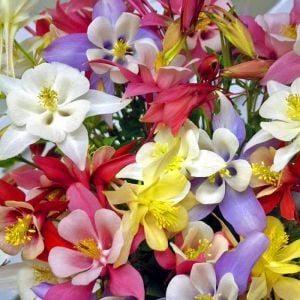 Bodur haseki küpesi tohumu columbine biedermeier mix aquilegia