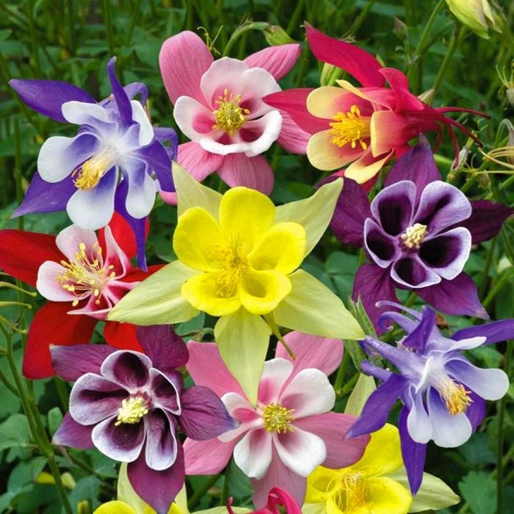 Bodur haseki küpesi tohumu columbine biedermeier mix aquilegia
