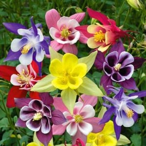 Bodur haseki küpesi tohumu columbine biedermeier mix aquilegia